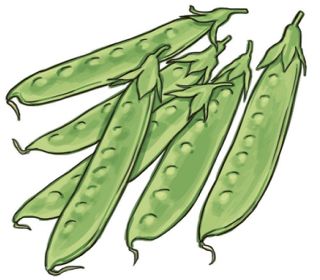 【食材ノート】キヌサヤ　ばらずしや煮物の彩りに