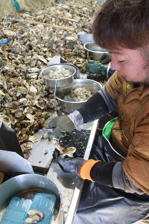 回顧２０２５地域経済⑥カキ大量死　関連産業に影響広がる