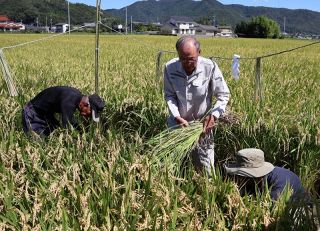 新嘗祭献納のコメ収穫　矢掛・岸野さん、高温心配も「良い品質」
