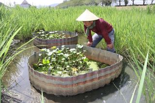 ミズアオイ全滅の危機 ジャンボタニシ食害　岡山県唯一の自生地・倉敷川河川敷