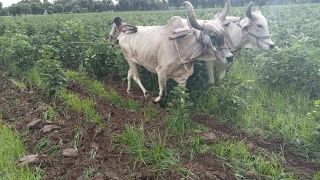 ＪＩＣＡ支援事業に岡山３社採択　アジアや南米でニーズ探る