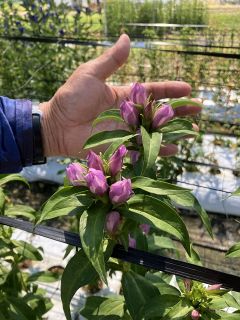ピンクのリンドウ増産へ新手法　岡山県農業研が確立