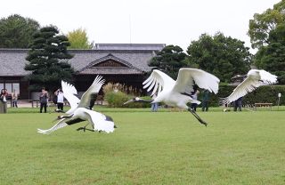 後楽園のタンチョウ 今秋初の園内散策　優雅に舞い、来園者を魅了