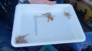 マダコ資源回復へ生態研究　東京海洋大と海洋建設、玉野の魚礁で