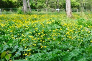 リュウキンカ 黄色のじゅうたん　新見・鯉が窪湿原で見頃