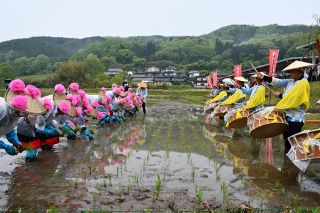 昔ながらの田植え披露　新見市哲西地区で早乙女手際よく