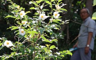 徳寿寺でナツツバキ見頃　２０、２１日には沙羅の花祭り