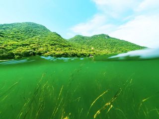 日生諸島（２）アマモ　鹿久居島沿岸“緑のベルト”