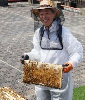 市役所屋上で蜂蜜採れる？　名古屋、ミツバチ育成中