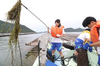 日生中生徒がアマモ回収　再生へ協力、海洋環境保護学ぶ