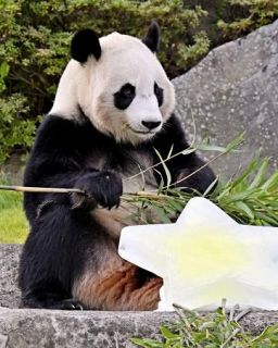 和歌山パンダ、６月２８日に返還　全４頭、国内は上野の２頭だけに