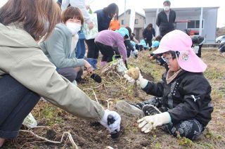 ジャガイモ収穫し交流　総社吉備路ＲＣと総社はばたき園