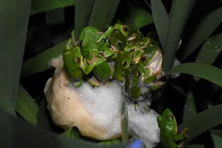 命育む独特の泡　真庭・蒜山でモリアオガエル産卵始まる