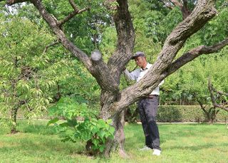 後楽園の桜と梅を調査　カミキリ、新たな被害確認されず