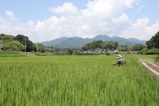 岡山で新米争奪戦　卸は高値提示、ＪＡは概算金引き上げ検討