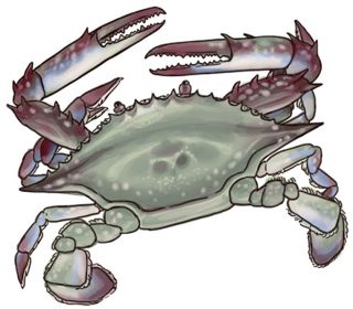 【食材ノート】ワタリガニ　蒸してうまみ逃がさず