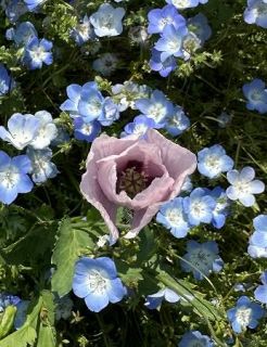 ケシ畑 栽培禁止のケシ、なぜ公園に 5～6月開花ピーク、除去数急増：山陽