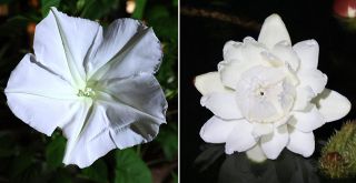 植物の夜の姿楽しんで　半田山植物園でナイトガーデン