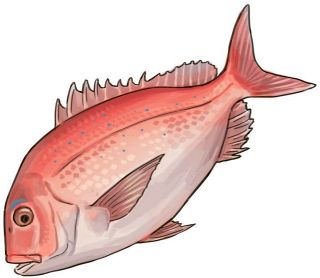 【食材ノート】マダイ　煮ても焼いてもおいしい