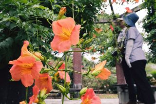 夏至 夏告げるノウゼンカズラ　岡山県の日中の時間１４時間半
