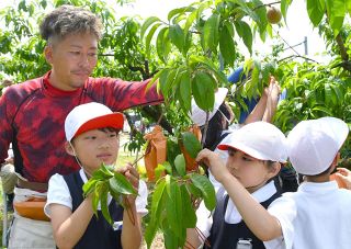 赤磐特産の白桃、袋かけ作業体験　山陽小・校内農園で３年生７６人