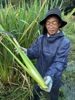 御津産マコモタケの魅力知って　岡山で１０日初フェスタ