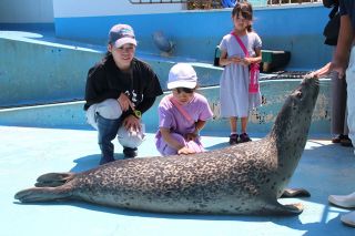 「アザラシつるつるで温かい」　玉野海洋博物館 触れ合いイベント