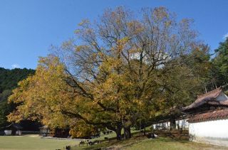 【データを読む】岡山の紅葉に異変？　地球温暖化の影響がひたひたと