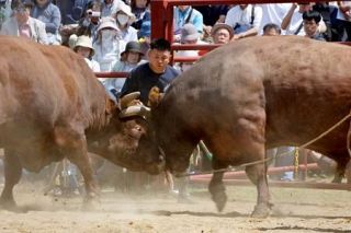体重１トン同士が激突、迫力の力比べ　岩手・久慈、闘牛で「短角種」もＰＲ