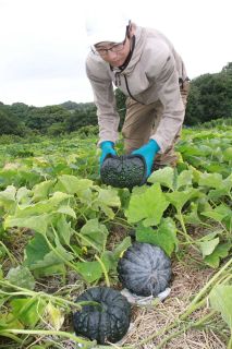 「備前黒皮南瓜」の収穫本格化　瀬戸内市、丸々と大きな実