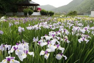 雨に艶めくハナショウブ見頃に　久米南、住民管理の「花菖蒲園」