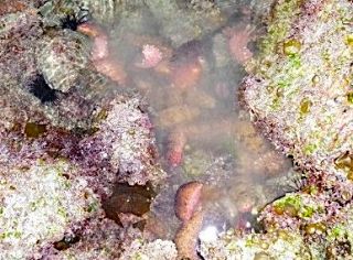 岡山、広島でナマコの密漁増加　１９年以降最多、取り締まり強化
