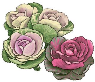 【花だより】葉ボタン　紅白の葉を付ける縁起物