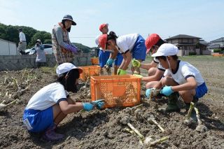 自慢のニンニク味わって　井原・大江町地区で６月にフェス