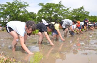 マリの子へ米送ろう　津山・高野小児童が田植え