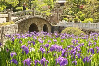 青紫色のカキツバタ 石橋と調和　笠岡・菅原神社で見頃