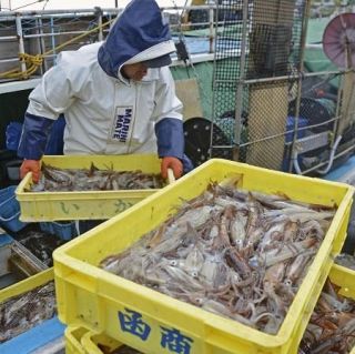 スルメイカ漁獲枠過去最低　２５年、７６％減の１・９万トン