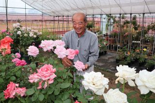 「福山産のバラ守りたい」地元唯一の生産者堀川さん　レジェンドからバトン継ぐ