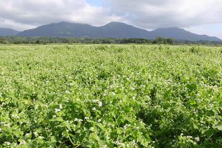 純白のかれんな花 高原に秋告げる　蒜山でソバの花咲きそろう【動画あり】