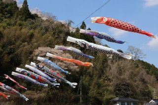 こいのぼり７０匹 春空を悠々　美咲・通谷川にお目見え