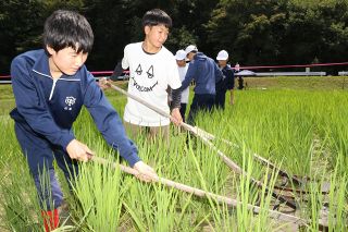有機農業の水稲栽培 田んぼの除草を体験　備前・三石中生