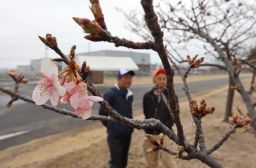 河津桜花見会