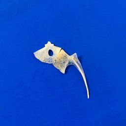 サイピア夏季企画展「骨獣ール。」