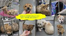 【要申し込み】犬・猫の譲渡 in 倉敷市保健所