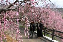 梅の里公園 梅まつり