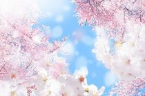上野公園桜まつり