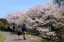 桜お花見散歩ポイントラリー