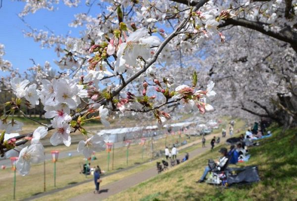 見頃を迎えた岡山さくらカーニバル会場の桜＝２９日