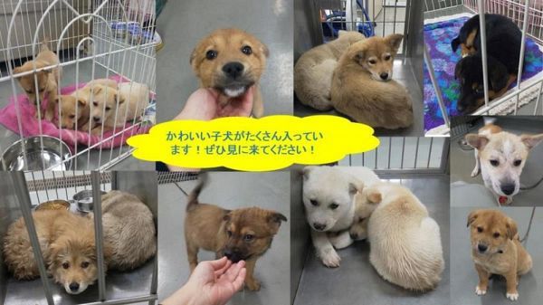 犬猫の譲渡in倉敷市保健所