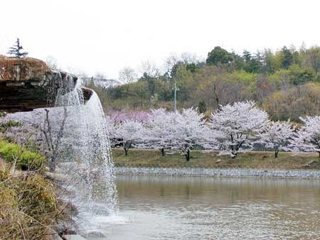 丸山公園の桜並木